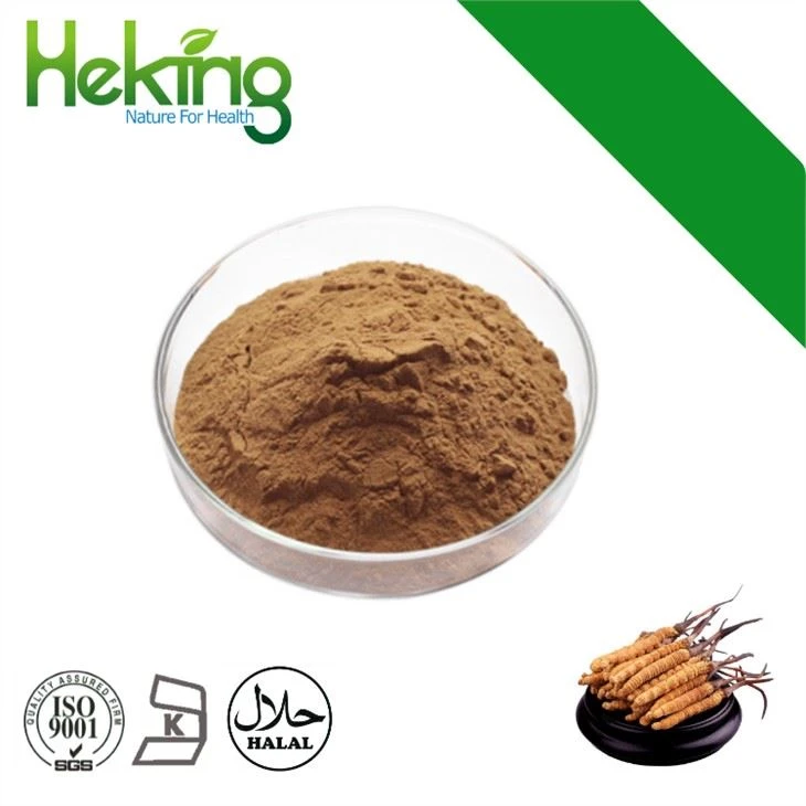 Extrakt Cordyceps Sinensis